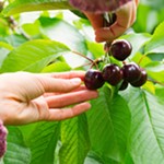 12pm+to+7pm%3A+Live+Music%2C+U-Pick+Cherries%2C+Sips+and+Brews+-+Fathers+Day+with+Croft+Vineyards+and+Portland+Fruit+Tree+Project
